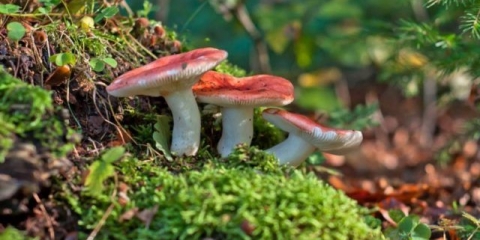 Russula gljiva: fotografija, opis i vrste