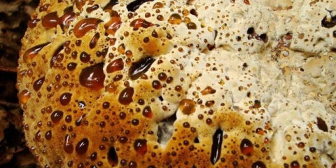 Gljiva drveća (hrast): fotografija i opis