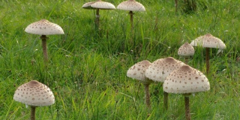 Šarena gljiva kišobran: fotografija i opis, recepti za kuhanje