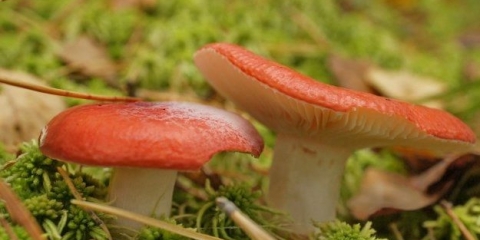 Kavijar od gljiva russula: recepti za zimu