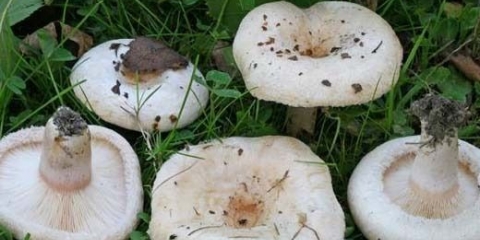 Bijele pečurke (bijeli valovi): recepti i metode za pripremu jela od gljiva