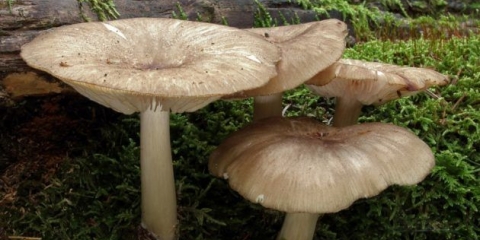 Gljive collibia (udemansiella) široko-lamelarne: fotografija i opis, kako kuhati