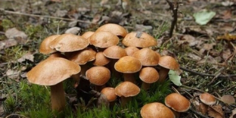 Kozje gljive (koze, suhi leptiri): fotografija i opis kako kuhati