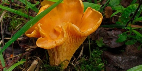 Gljive lisičarke: fotografija i opis, zašto su je tako nazvali