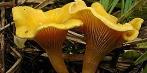 Lisičarke i gljive: razlike, fotografije