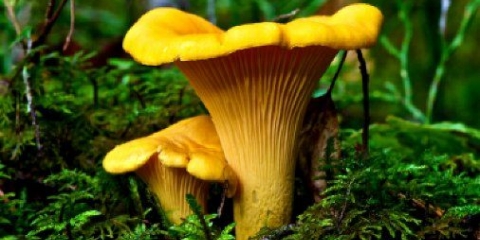 Pečurke lisičarke: recepti za kuhanje za zimu