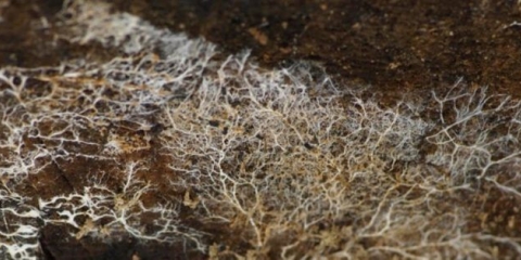 Gljive lisičarke: uzgoj kod kuće