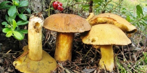 Pečurke: fotografija i opis, otrovne parnjake slične jestivim, razlike