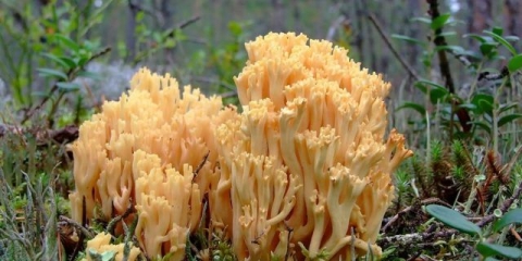 Rogate gljive: fotografija i opis