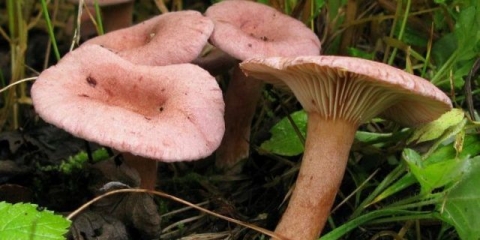 Pečurke pečurke: fotografija i opis lažnih blizanaca