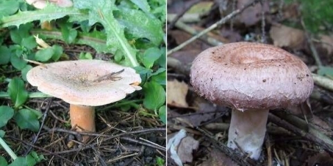 Pečurke pečurke i volnushki: razlika, fotografija