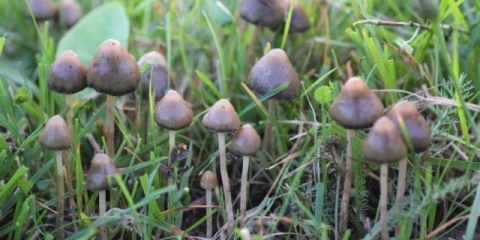Veseluški pečurke (psilocybe polu-lancetaste): fotografija i opis, recenzije