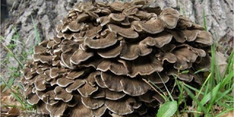 Grifola kovrčava (ovna od gljive): korisna svojstva, primjena, fotografija i video