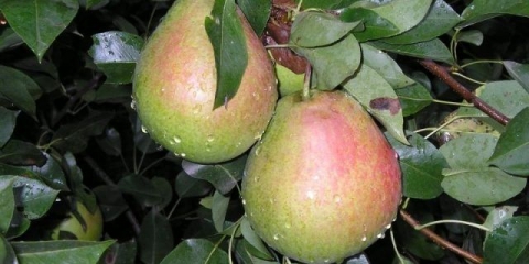 Kruška allegro: opis sorte, fotografija, recenzije