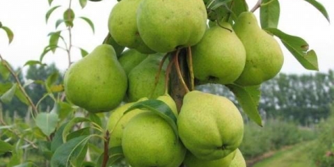 Kruška avgustovska rosa