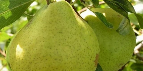 Kruška avgustovska rosa