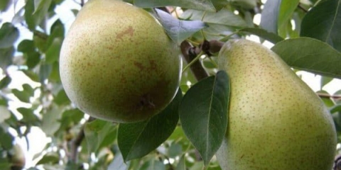 Kruška bere - sorta i oprašivači - bosc, clerjo i drycha