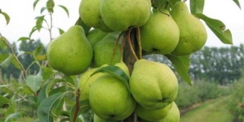 Bergamot kruška: moskva, jesen, princ trubetskoy, kasno