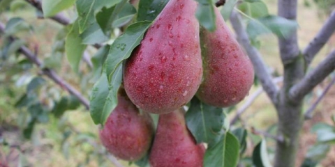 Ljepota kruške bryansk: opis sorte, fotografije, recenzije