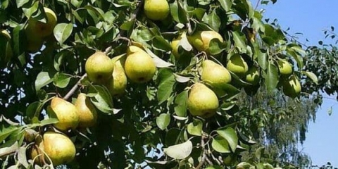 Kruška chizhevsky - opis sorte, kada sazrije, oprašivači