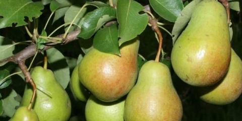 Kruška chizhovskaya: opis sorte, fotografije, recenzije