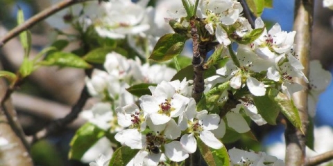 Zemlja čudesa kruške: opis sorte, fotografije, recenzije