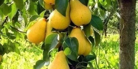 Dekor kruška stubasta