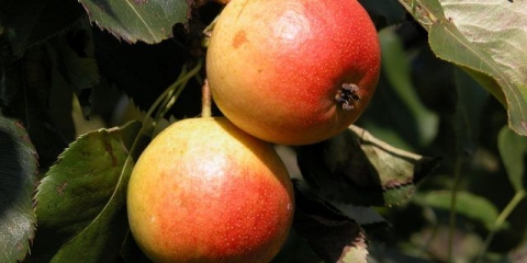 Kruška thumbelina: opis, fotografija, recenzije