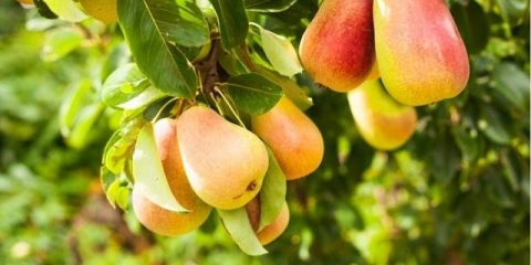 Kruška vojvotkinja: sadnja i njega