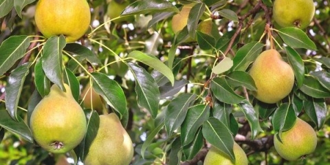 Kruška elena: opis, fotografija, recenzije