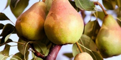 Vilinska kruška: opis sorte, fotografije, recenzije, oprašivači