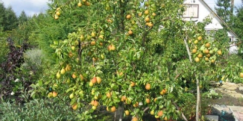 Kruška hera: opis, fotografija, recenzije