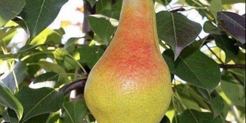 Kruška yakovlevskaya