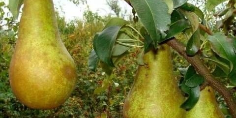Pear conference