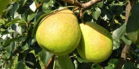 Čarobnjak kruške: recenzije i opis