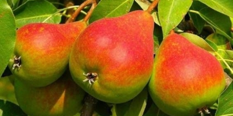 Omiljena klapa od kruške: opis, fotografija, recenzije