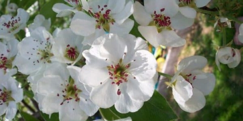 Kruška marija - datumi zrenja i oprašivači za nju