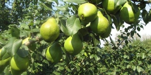 Moskovita kruška: sadnja, oprašivači