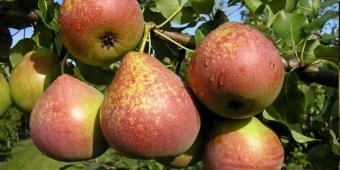 Mramorna kruška: opis, fotografija, recenzije, oprašivači