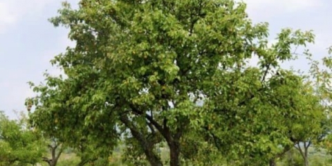 Kruška ne donosi plodove i ne cvjeta - razlozi šta učiniti