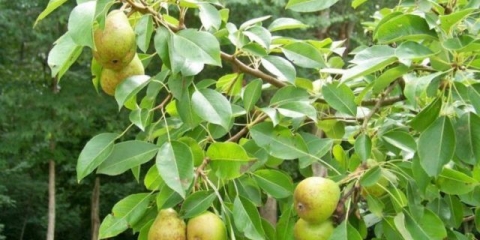 Pakham kruška: fotografija i opis