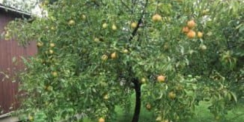 Jakovljeva memorijska kruška - opis sorte i recenzije