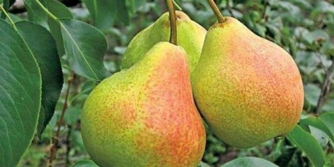 Kruška sjećanja na jakovljeva