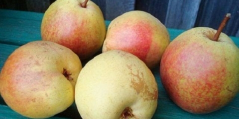 Kruška rogneda: opis sorte, fotografije, recenzije