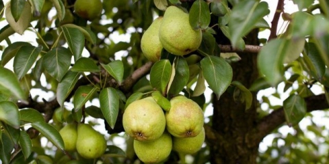 Rososhan kruška: kasno, rano, lepota, desert