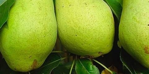 Kiffer sadnica kruške