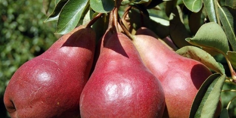 Kruška starkrimson: opis, fotografija, recenzije