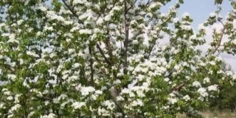 Ljepota kruške talgar: opis, fotografija, recenzije