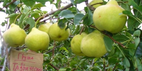 Kruška tauride: opis sorte