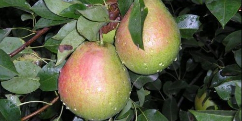 Pear quiet don: opis sorte